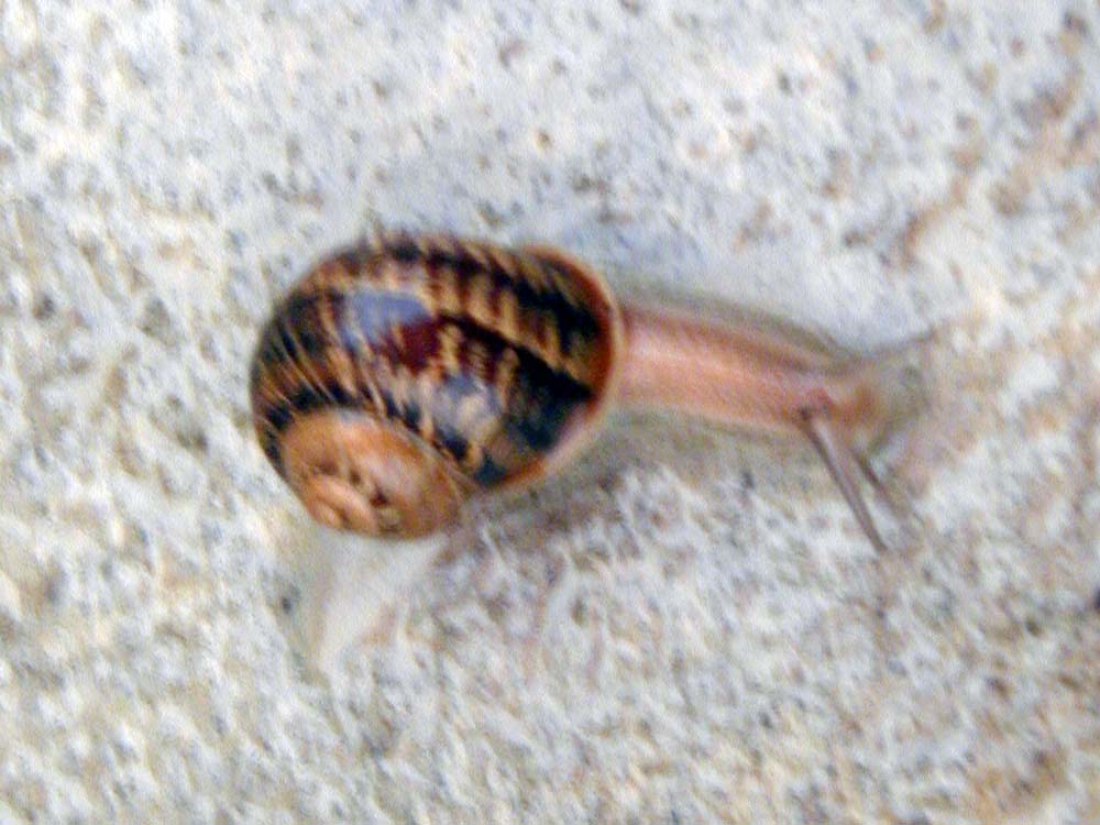 07_Snail